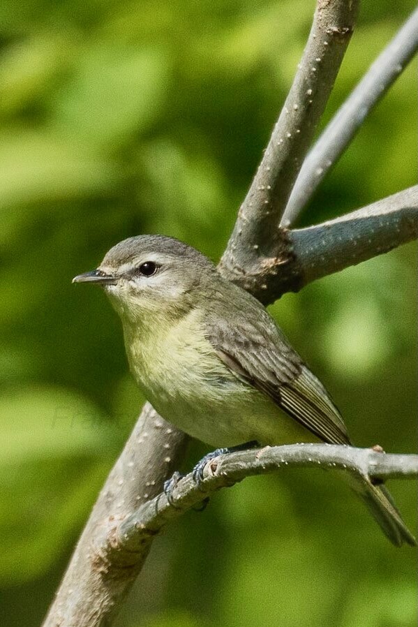 Warbling Vireo -Magee Marsh - Ohio by Francesco Veronesi is licensed under CC BY-SA 2.0.